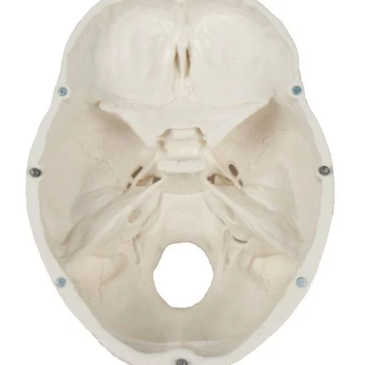 HODESKALLE 3 deler: Calvarium, basis og mandibula 4500