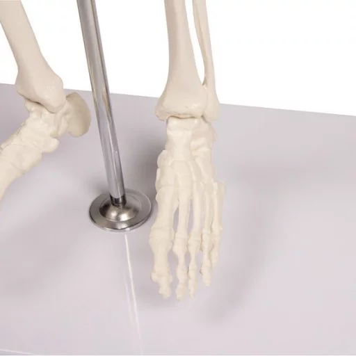 SKJELETT mini, "Tom" h: 80cm