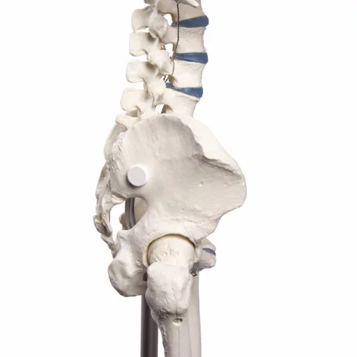 SKJELETT "WILLI" h:172 cm 3001