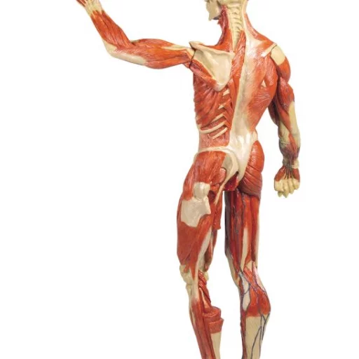 Muskelfigur mini, h: 62cm