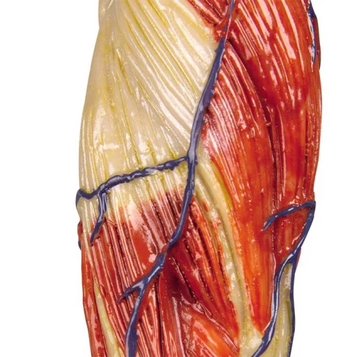 Muskelfigur mini, h: 62cm