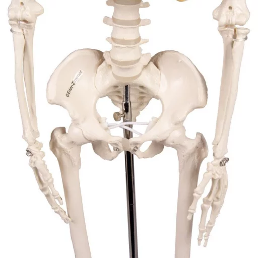 SKJELETT mini, "Tom" h: 80cm