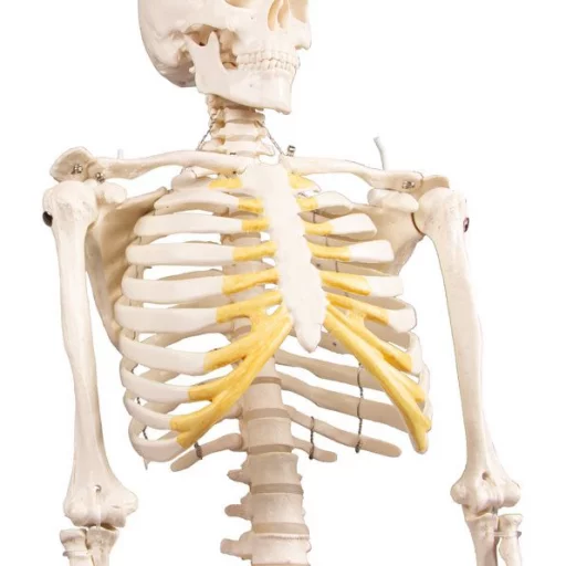 SKJELETT mini, "Tom" h: 80cm