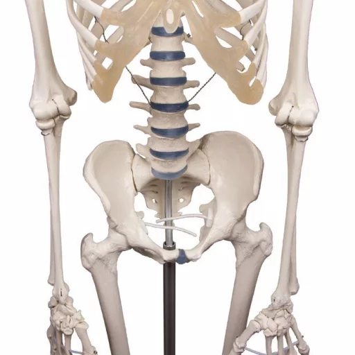 SKJELETT "WILLI" h:172 cm 3001