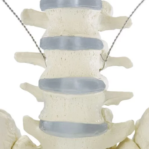 SKJELETT "WILLI" h:172 cm 3001