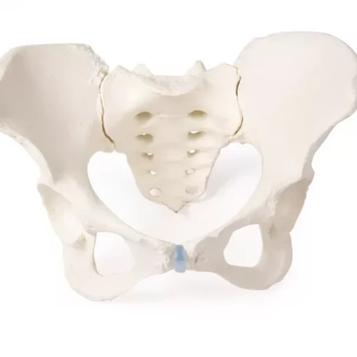 BEKKEN SKJELETT, kvinne 4054