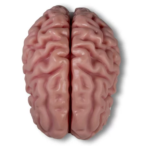 HJERNEMODELL 5 deler C218/C918