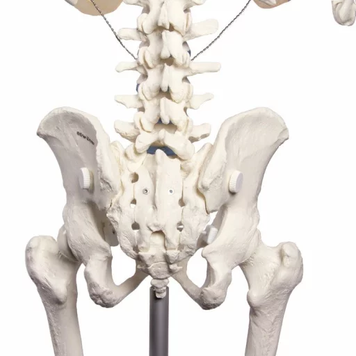 SKJELETT "WILLI" h:172 cm 3001