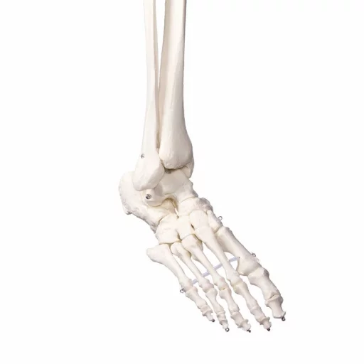 SKJELETT "Oscar" skolemodell, m/stativ h:172cm 2960