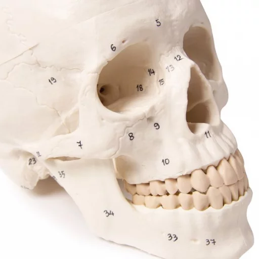 HODESKALLE 3-delt m/nummerering 4505