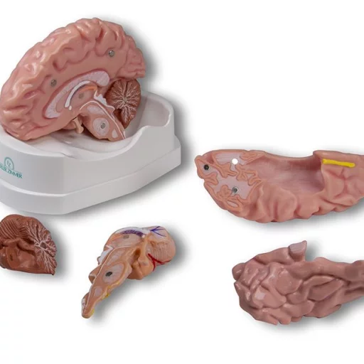 HJERNEMODELL 5 deler C218/C918