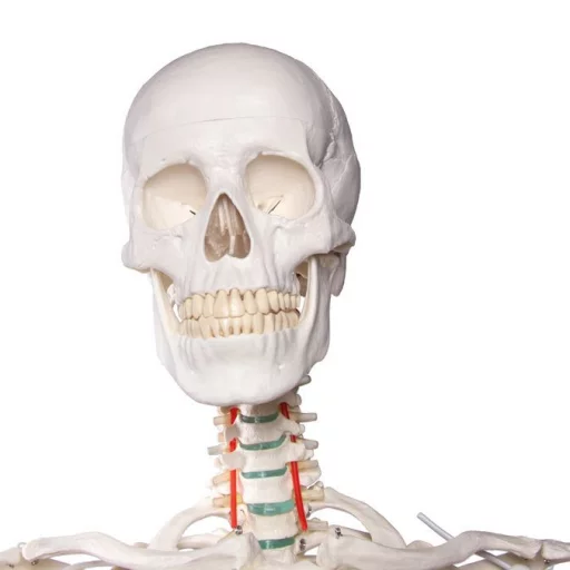 SKJELETT "Oscar" skolemodell, m/stativ h:172cm 2960