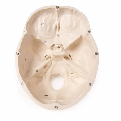 HODESKALLE 3-delt m/nummerering 4505