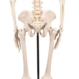 SKJELETT mini, "Tom" h: 80cm