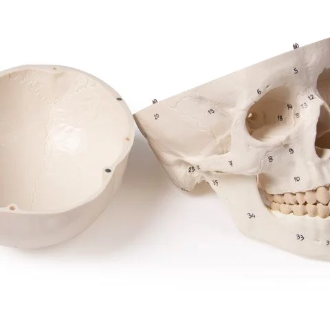 HODESKALLE 3-delt m/nummerering 4505