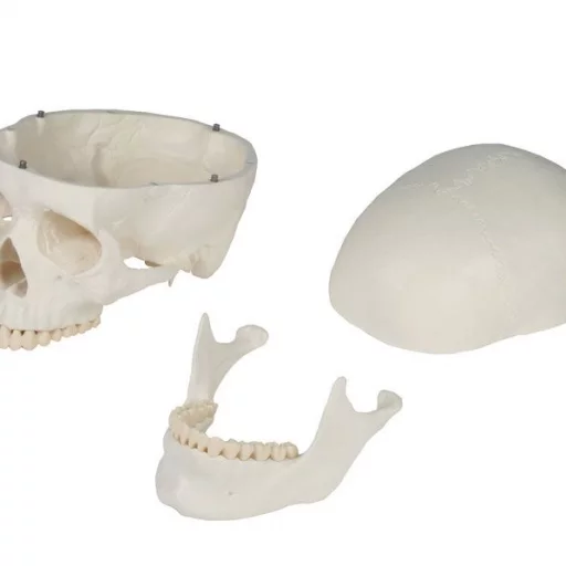 HODESKALLE 3 deler: Calvarium, basis og mandibula 4500
