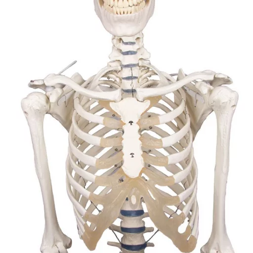 SKJELETT "WILLI" h:172 cm 3001