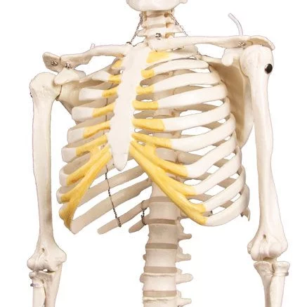 SKJELETT mini, "Tom" h: 80cm