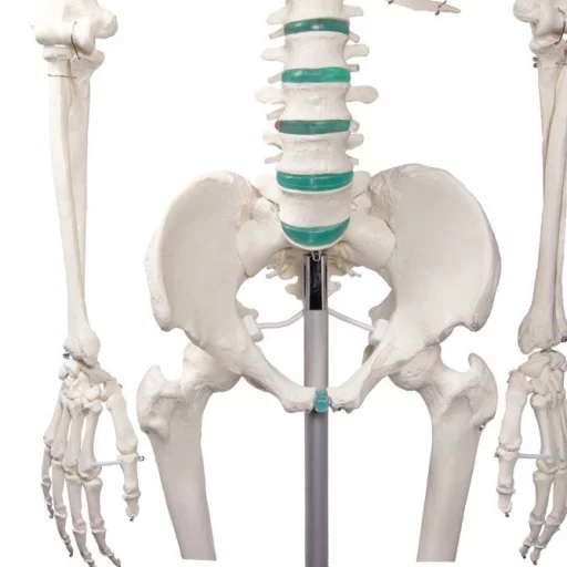 SKJELETT "Oscar" skolemodell, m/stativ h:172cm 2960