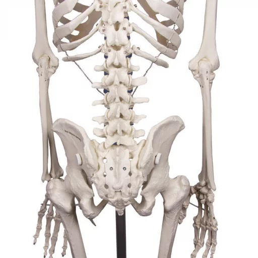 SKJELETT "WILLI" h:172 cm 3001