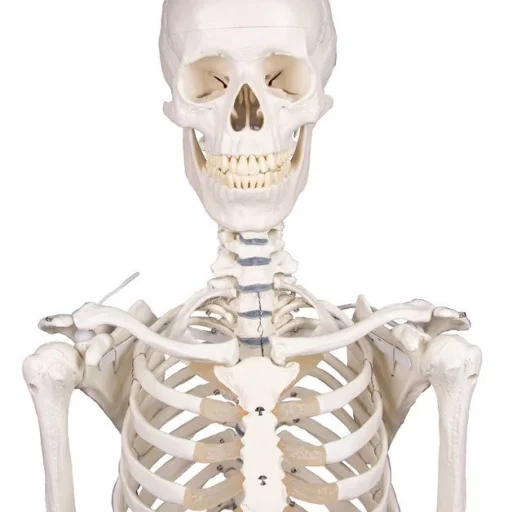 SKJELETT "WILLI" h:172 cm 3001