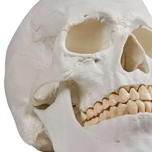 HODESKALLE 3 deler: Calvarium, basis og mandibula 4500