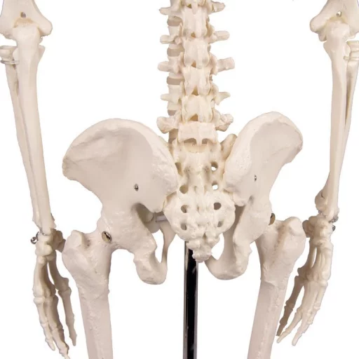 SKJELETT mini, "Tom" h: 80cm