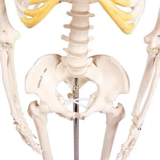 SKJELETT mini, "Tom" h: 80cm