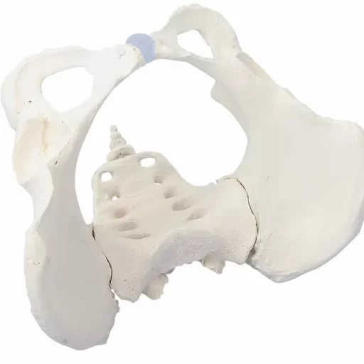 BEKKEN SKJELETT, kvinne 4054