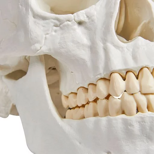 HODESKALLE 3 deler: Calvarium, basis og mandibula 4500