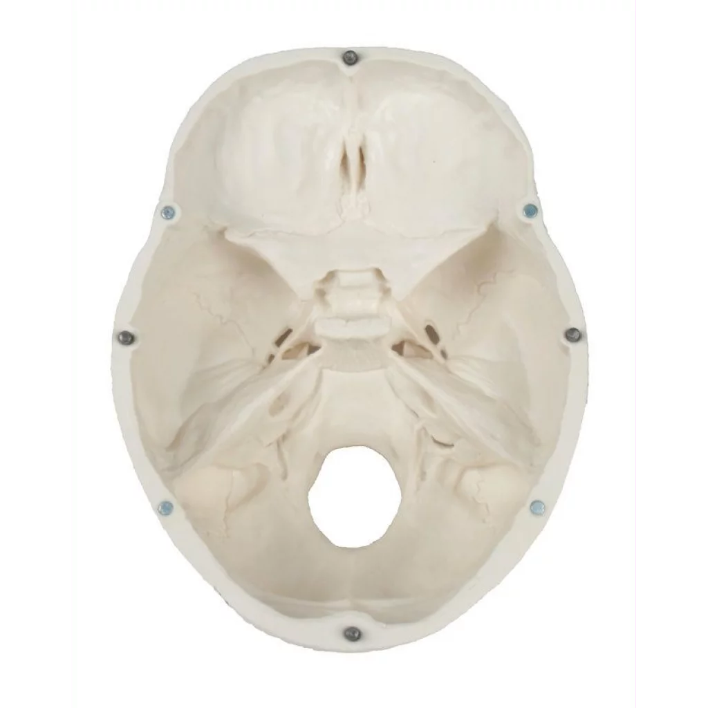 HODESKALLE 3 deler: Calvarium, basis og mandibula 4500