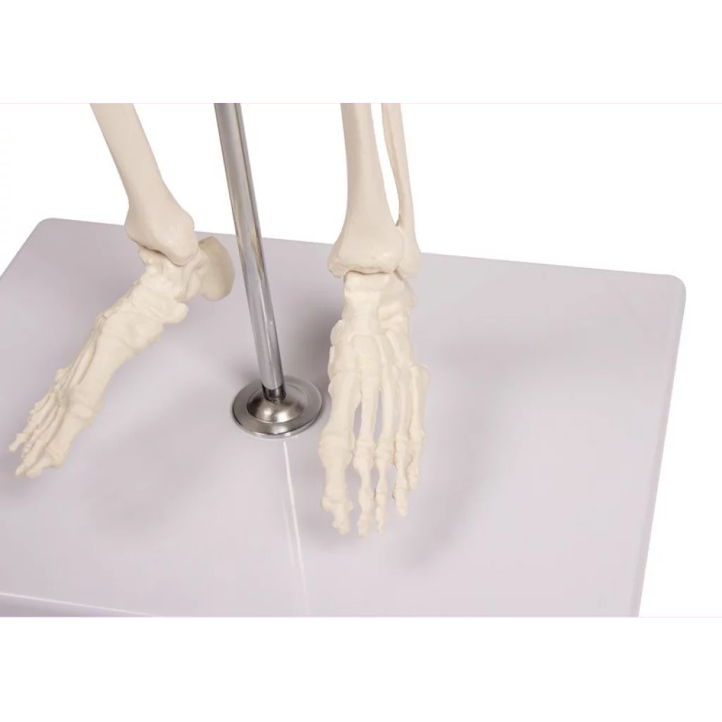 SKJELETT mini, "Tom" h: 80cm