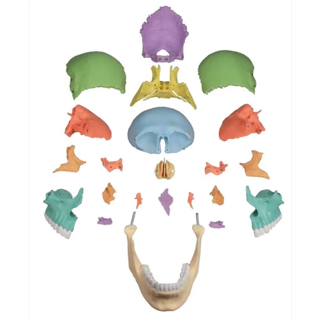 HODESKALLE  22 deler - didaktisk utførelse - 4708