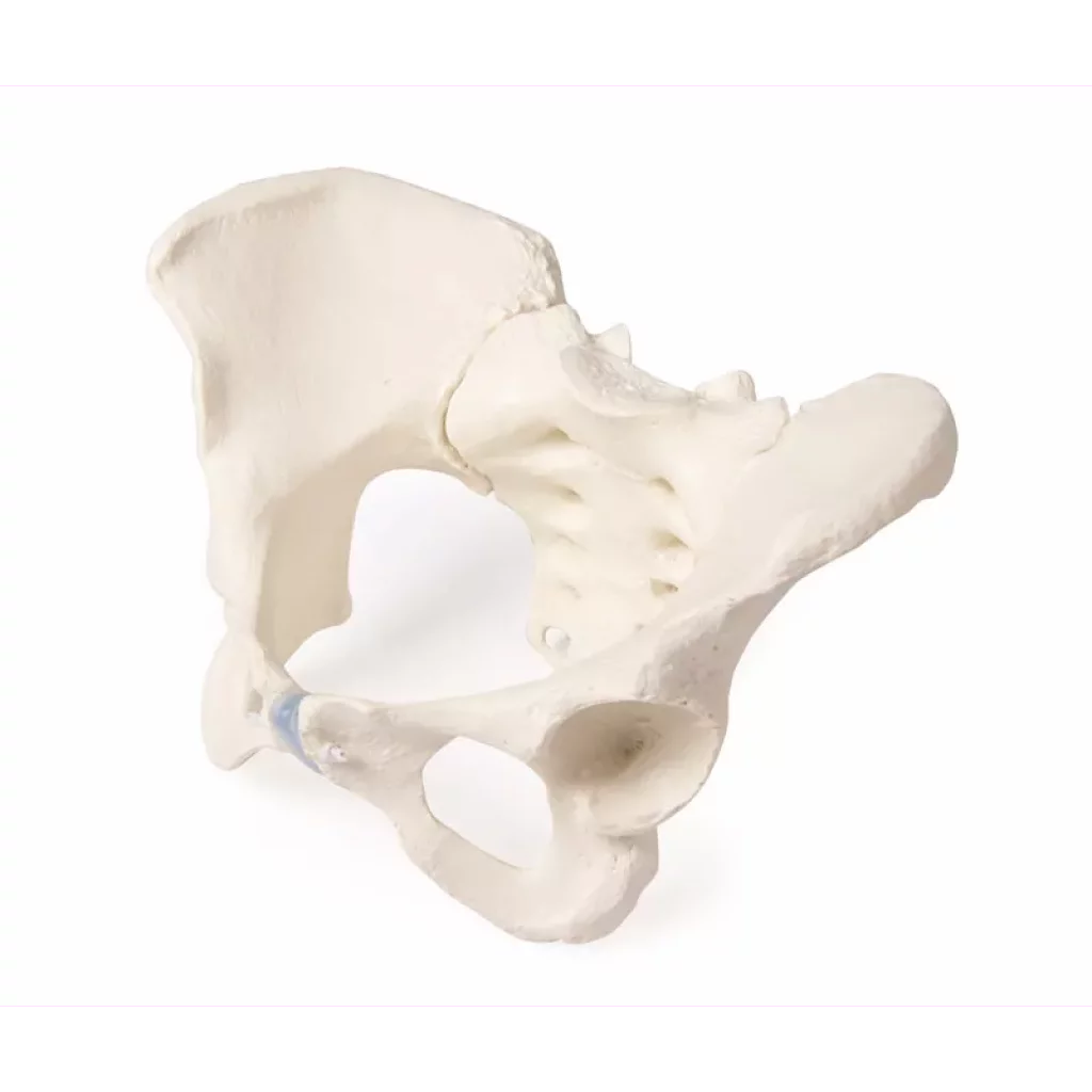 BEKKEN SKJELETT, kvinne 4054