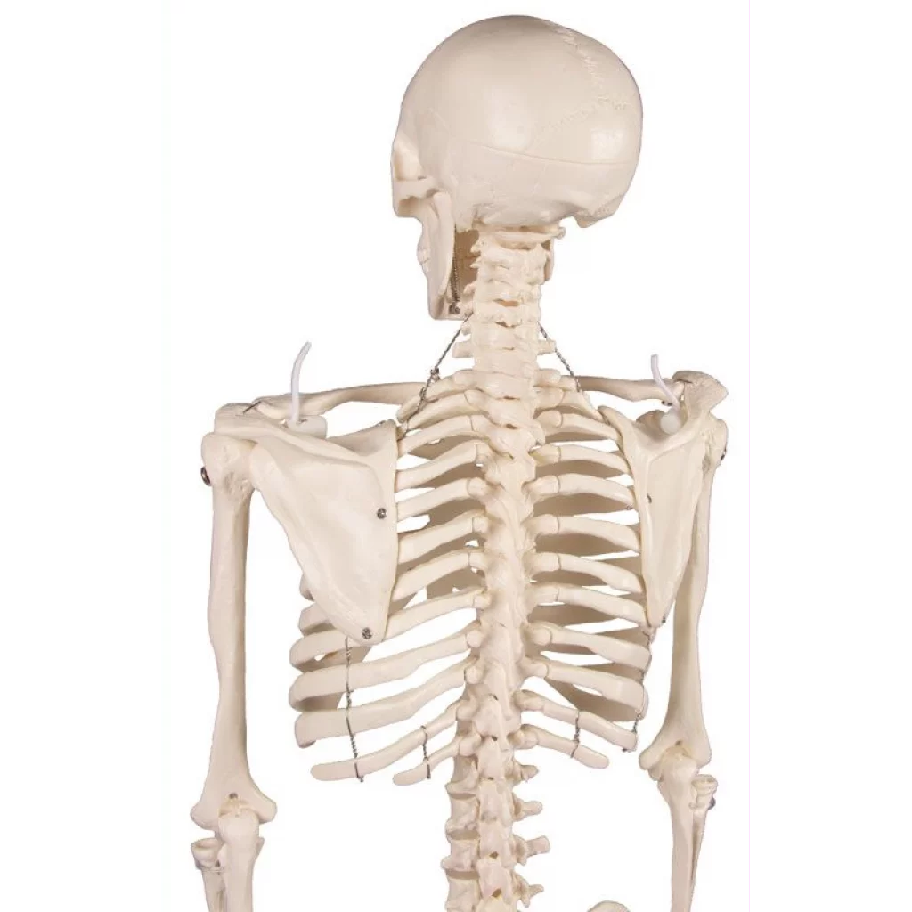 SKJELETT mini, "Tom" h: 80cm