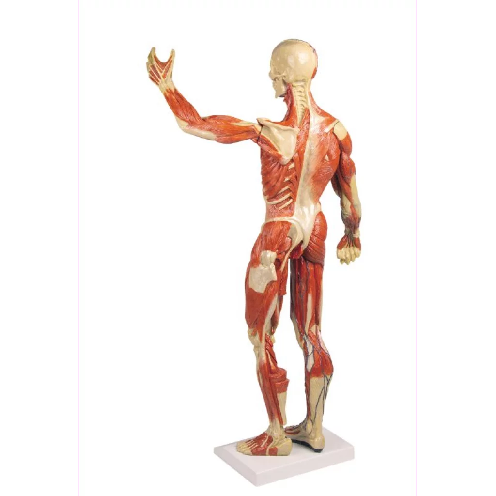 Muskelfigur mini, h: 62cm