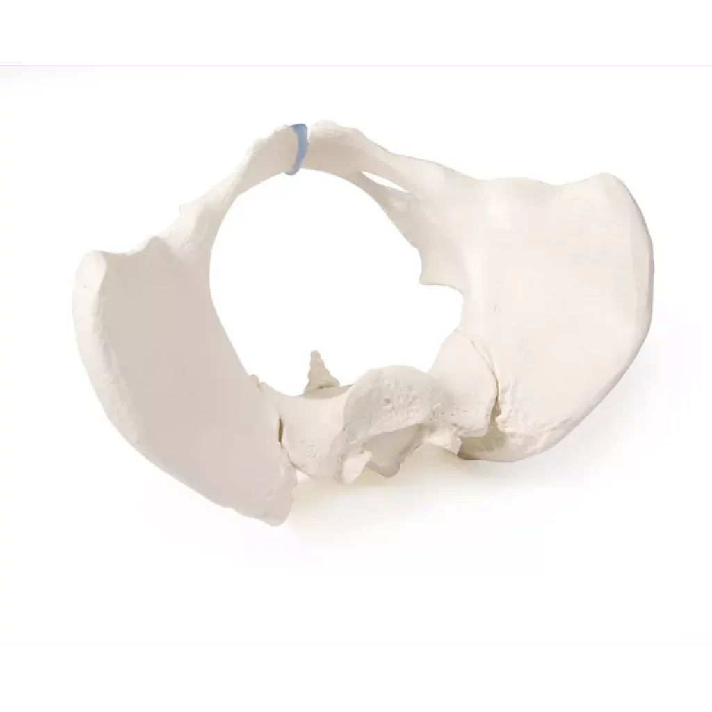 BEKKEN SKJELETT, kvinne 4054