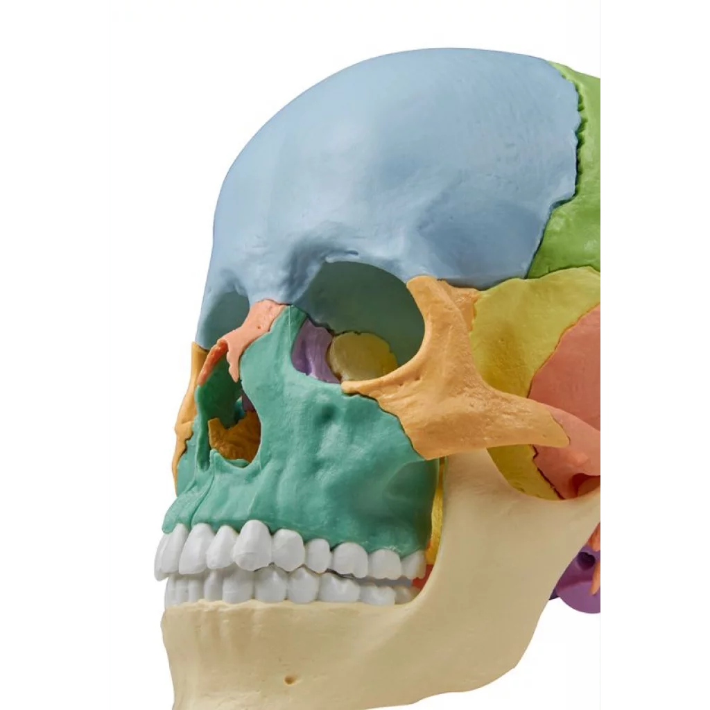 HODESKALLE  22 deler - didaktisk utførelse - 4708