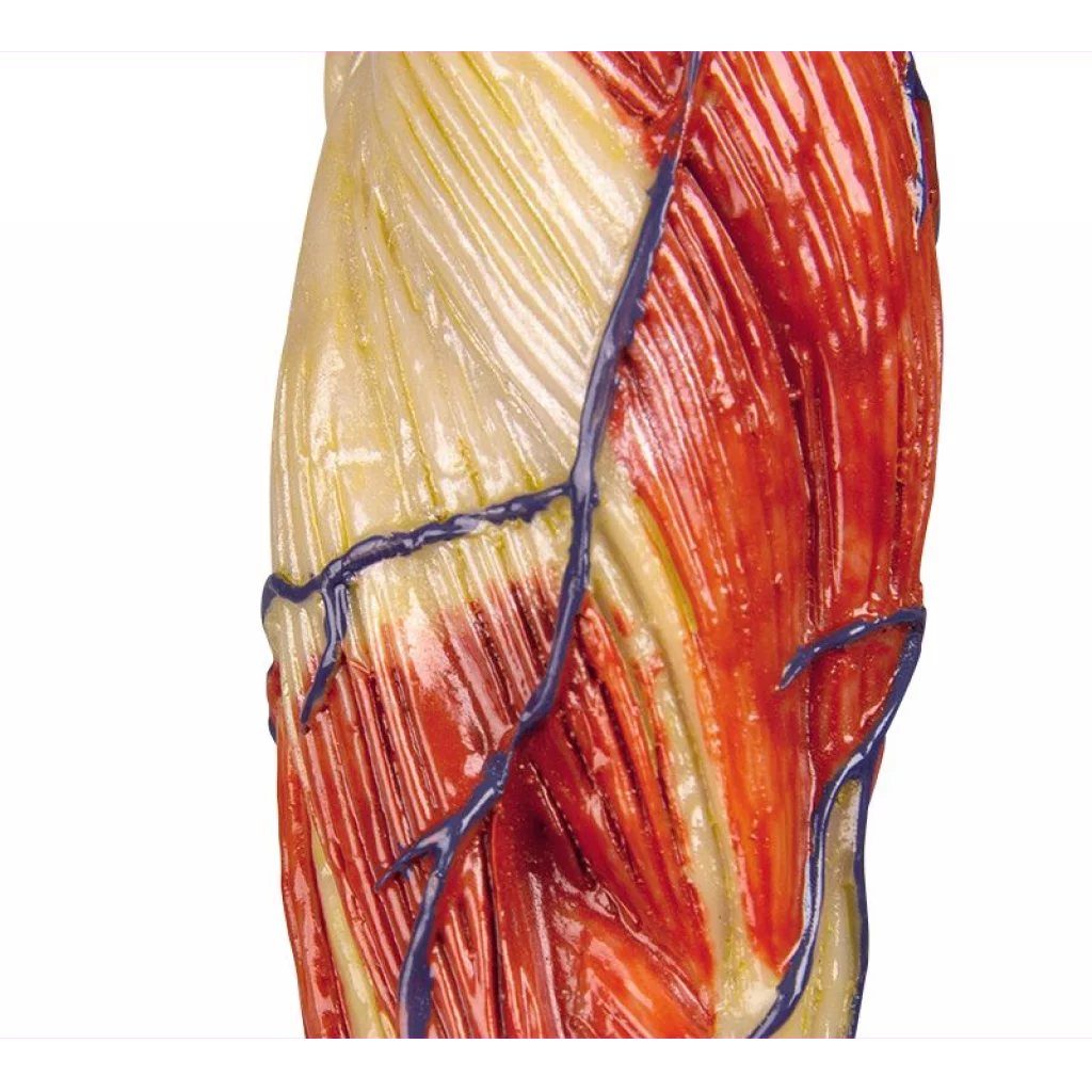 Muskelfigur mini, h: 62cm