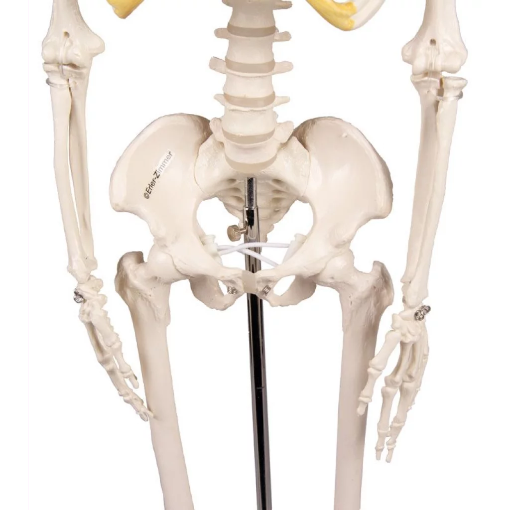 SKJELETT mini, "Tom" h: 80cm