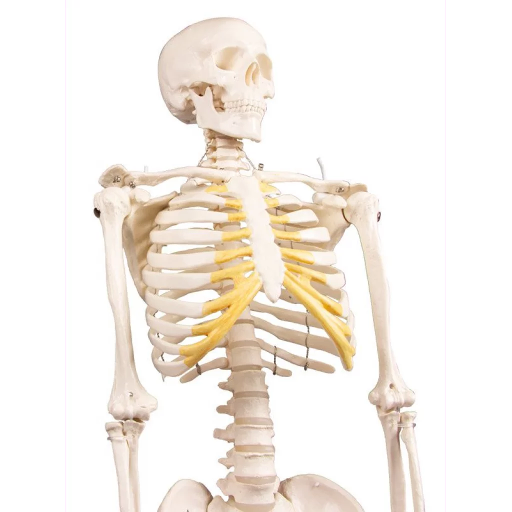 SKJELETT mini, "Tom" h: 80cm