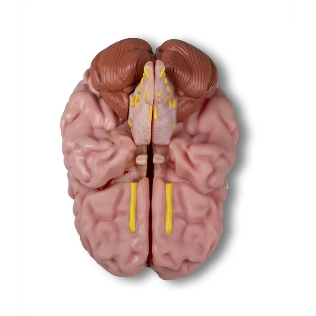 HJERNEMODELL 5 deler C218/C918