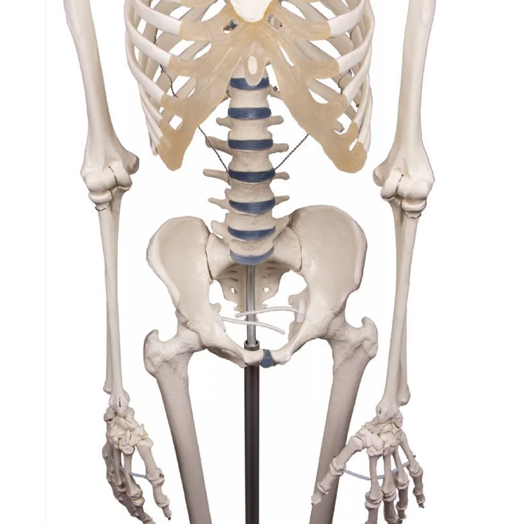 SKJELETT "WILLI" h:172 cm 3001