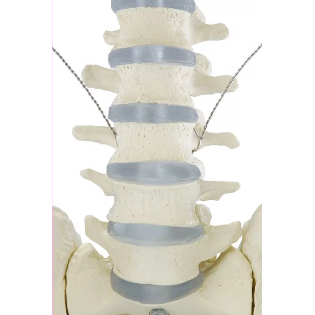 SKJELETT "WILLI" h:172 cm 3001