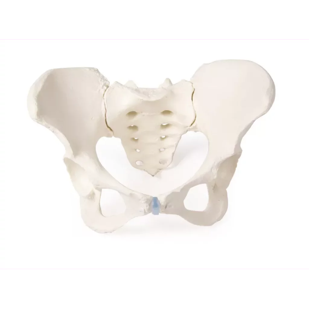 BEKKEN SKJELETT, kvinne 4054