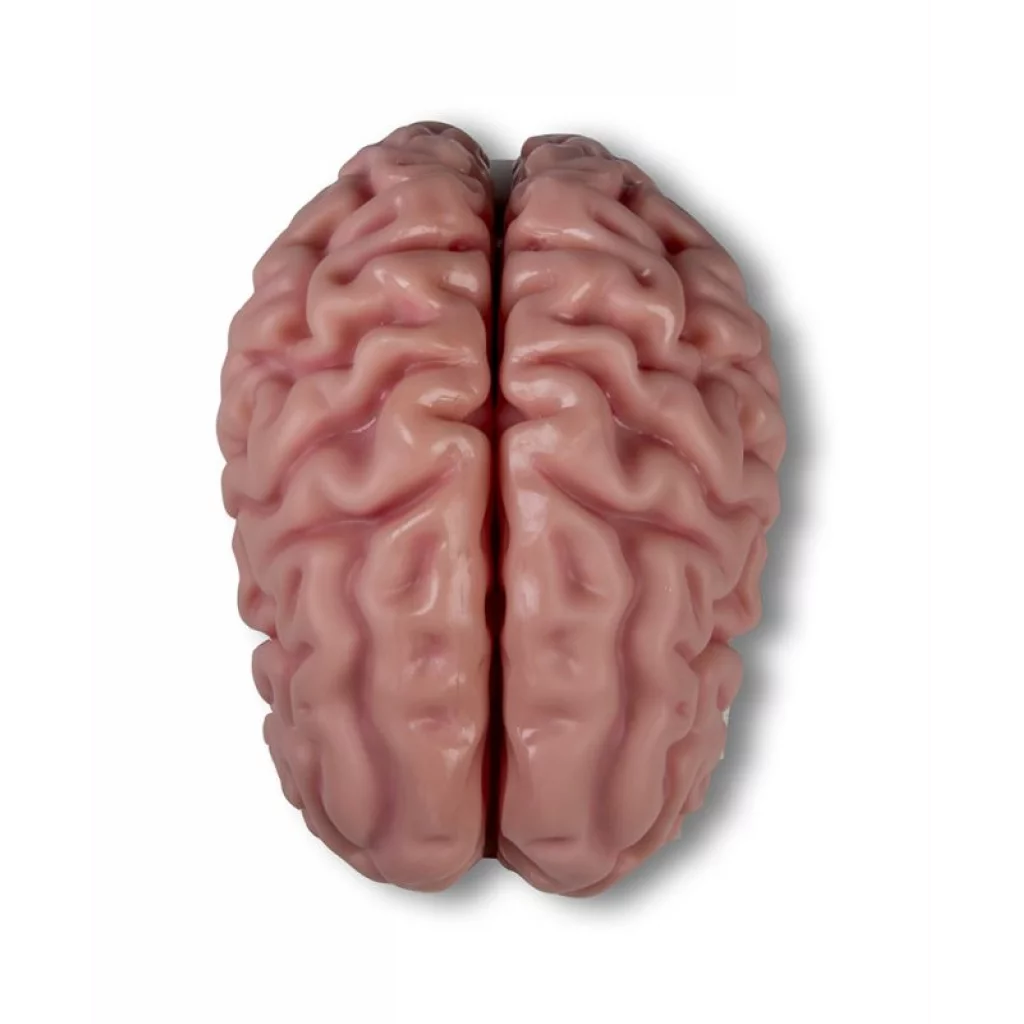 HJERNEMODELL 5 deler C218/C918