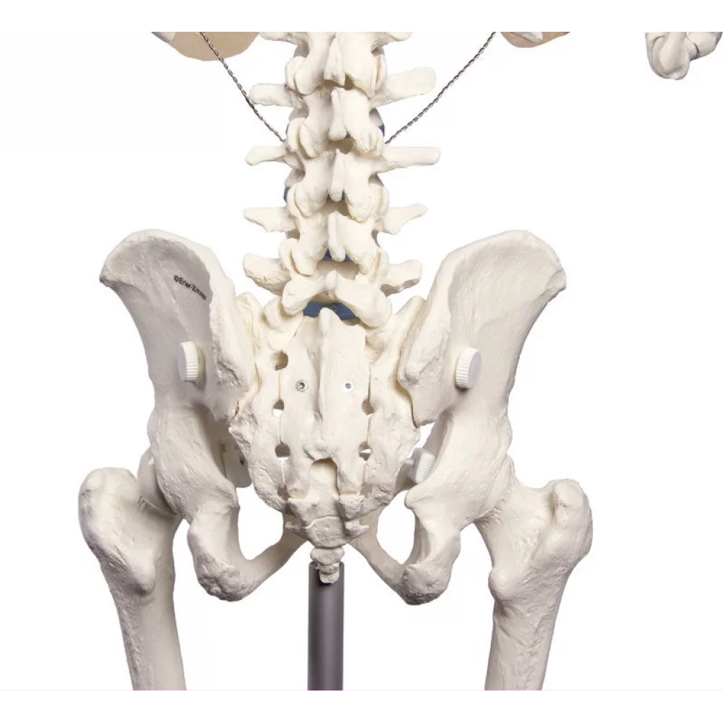 SKJELETT "WILLI" h:172 cm 3001