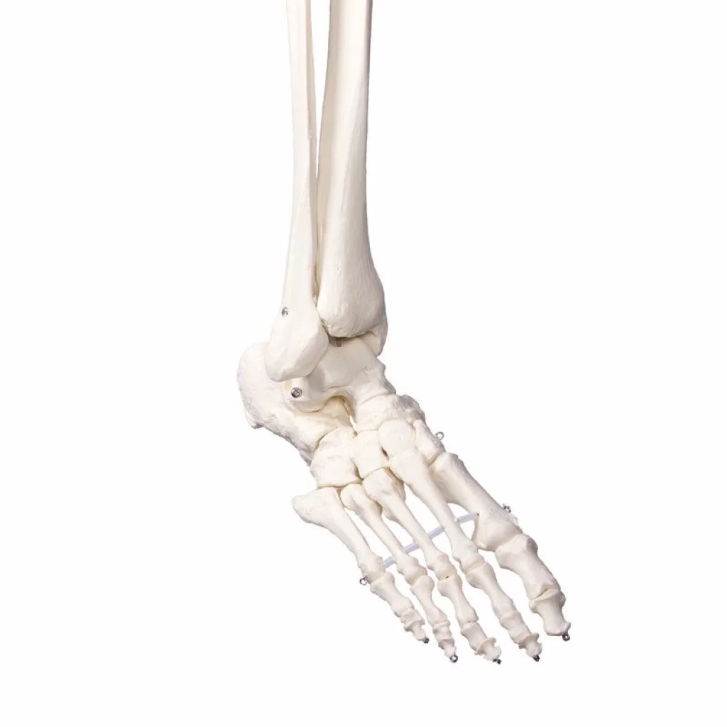 SKJELETT "Oscar" skolemodell, m/stativ h:172cm 2960