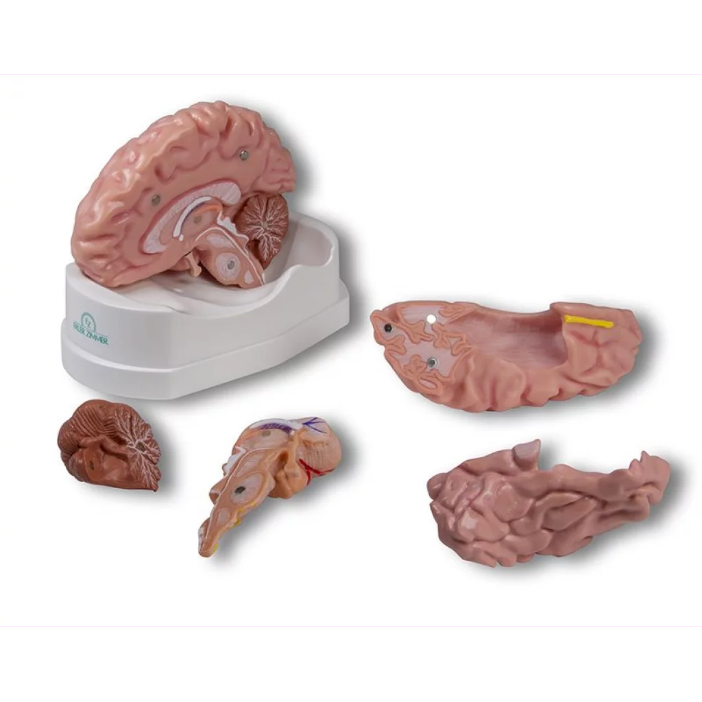 HJERNEMODELL 5 deler C218/C918