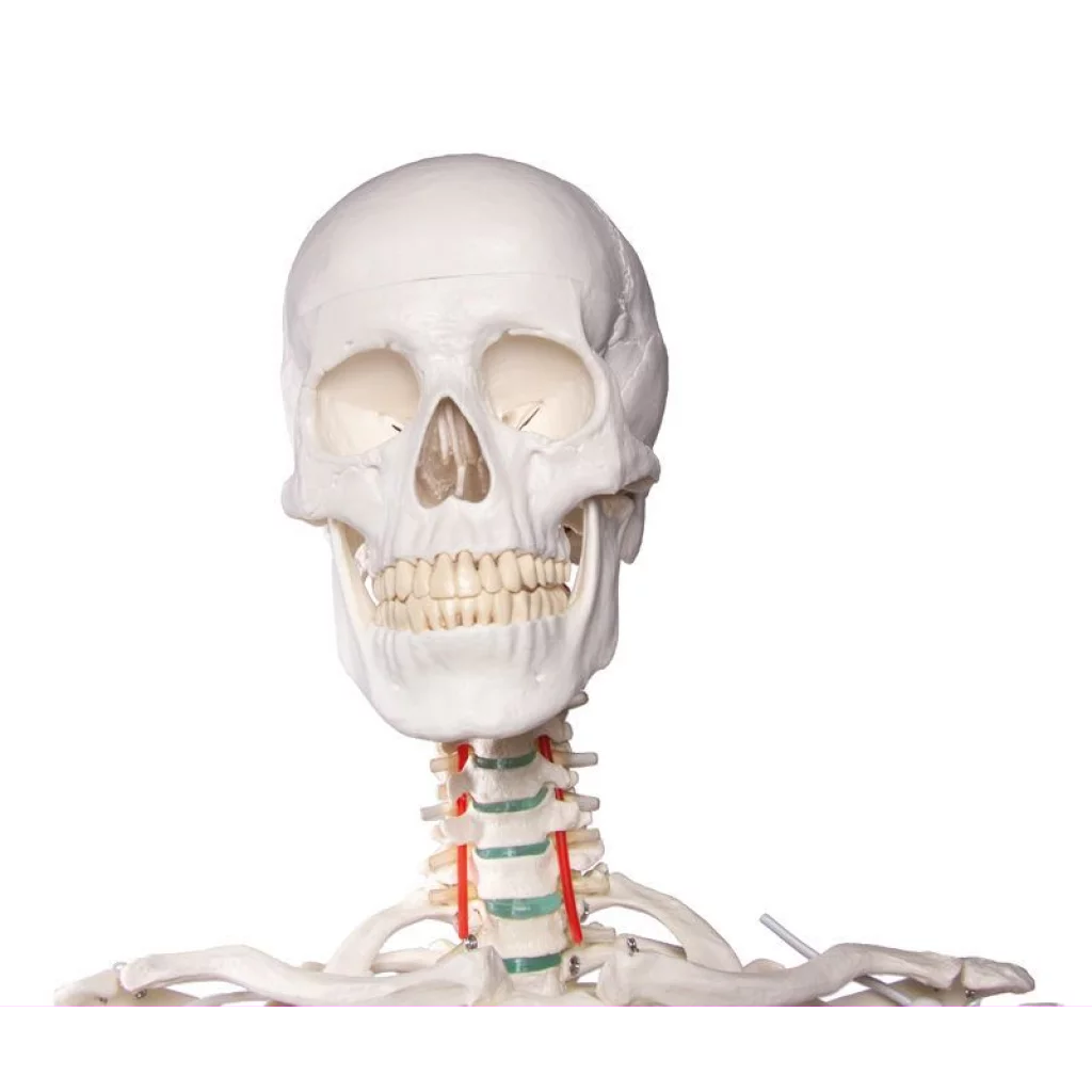 SKJELETT "Oscar" skolemodell, m/stativ h:172cm 2960